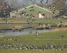 Barnacle Goose