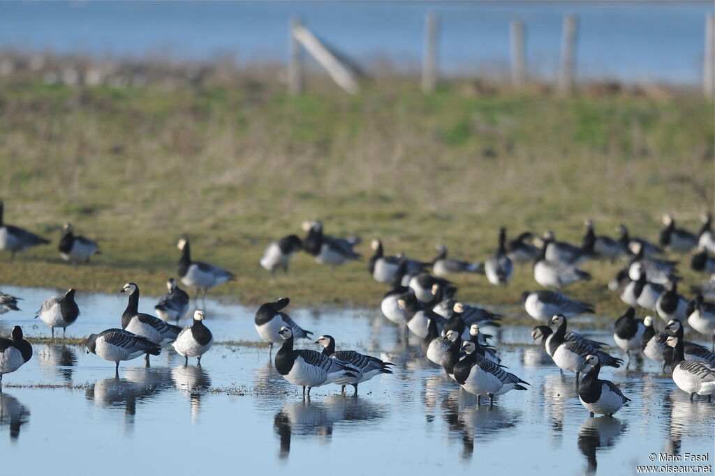 Barnacle Goose, identification, Behaviour