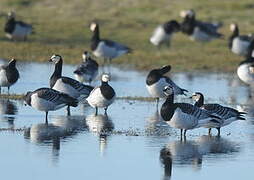 Barnacle Goose