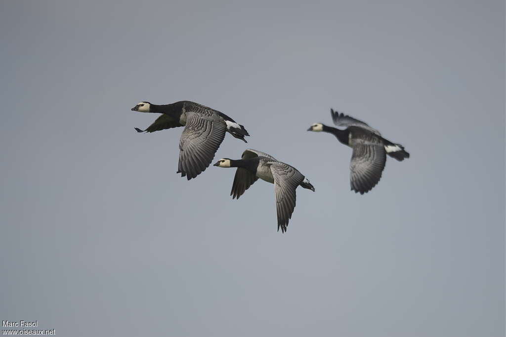 Barnacle Gooseadult, Flight