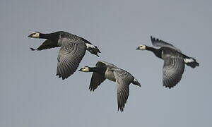 Barnacle Goose