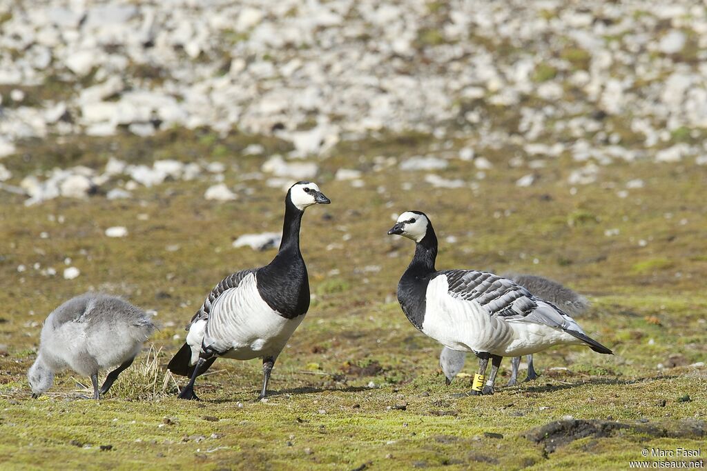 Barnacle Goose , identification, feeding habits, Reproduction-nesting