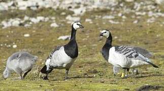 Barnacle Goose