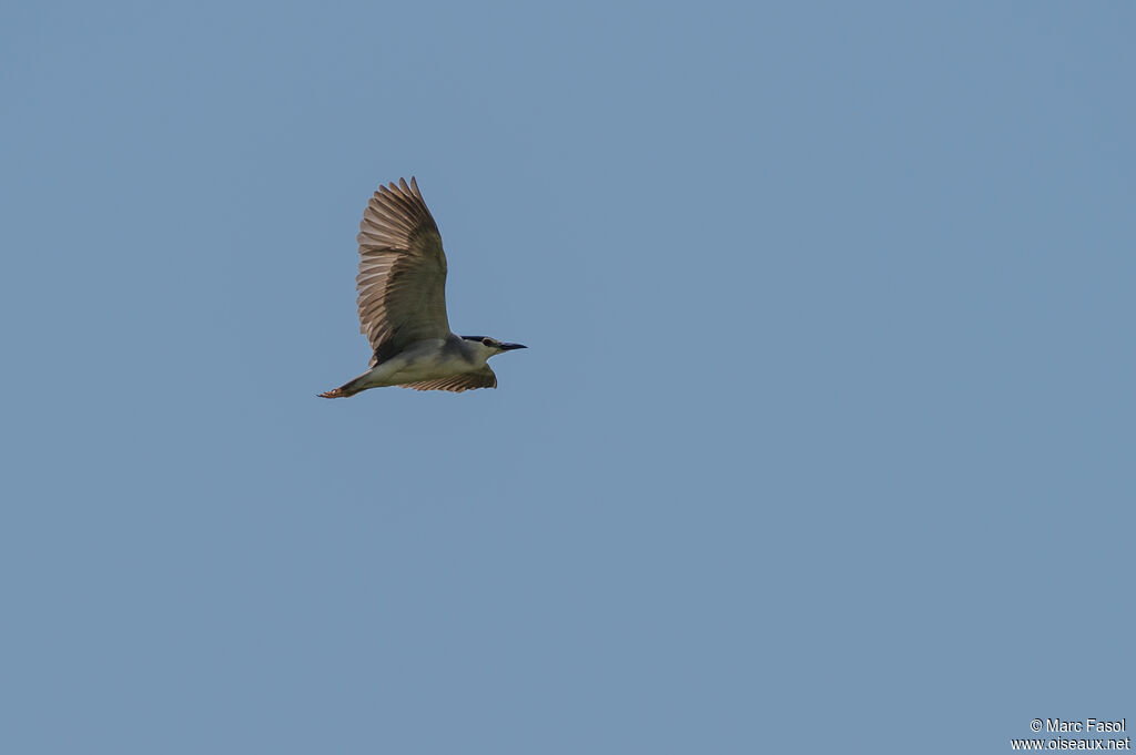 Black-crowned Night Heronadult breeding, Flight