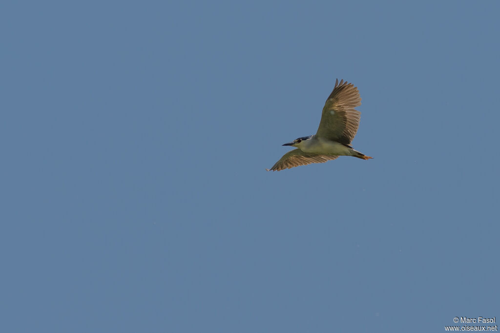 Black-crowned Night Heronadult breeding, Flight