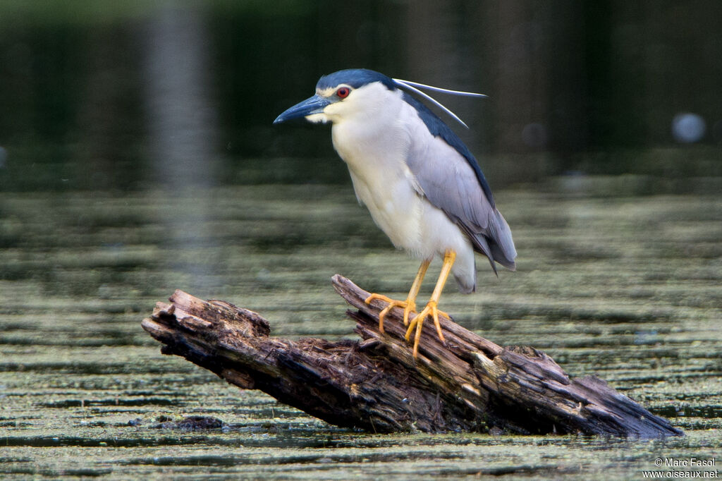 Black-crowned Night Heronadult breeding, identification, fishing/hunting