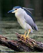 Black-crowned Night Heron