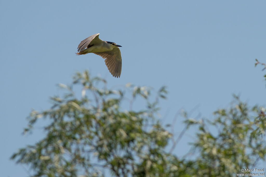 Black-crowned Night Heronadult, Flight