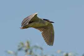 Black-crowned Night Heron