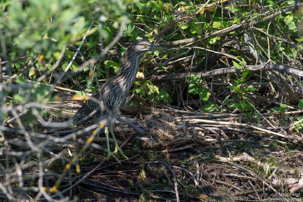 Bihoreau grisjuvénile, identification, camouflage