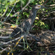 Black-crowned Night Heron