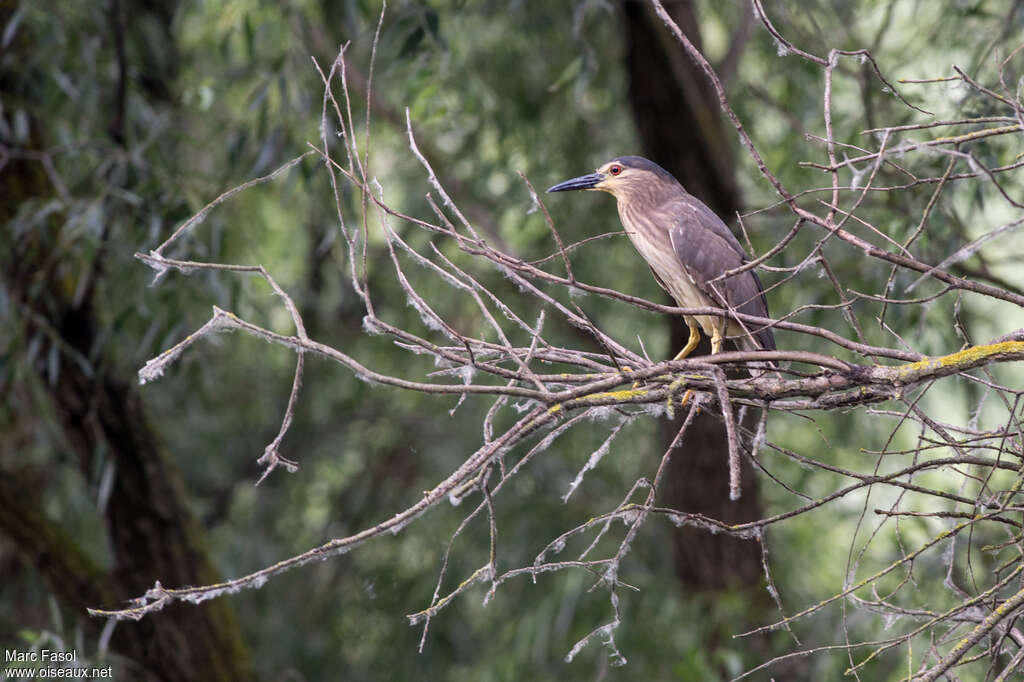 Black-crowned Night HeronSecond year, identification