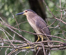 Black-crowned Night Heron