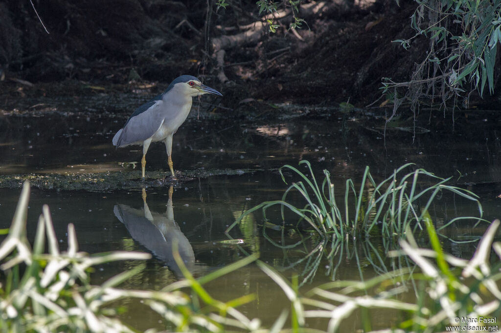 Bihoreau grisadulte, identification, pêche/chasse