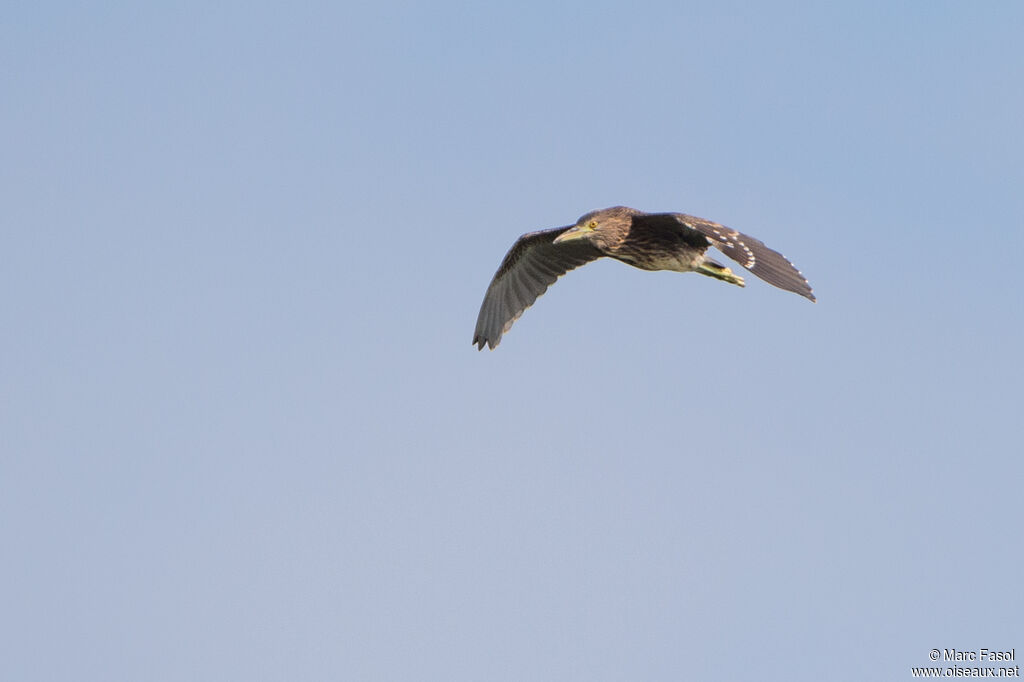 Black-crowned Night Heronjuvenile, Flight