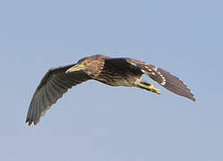 Black-crowned Night Heron