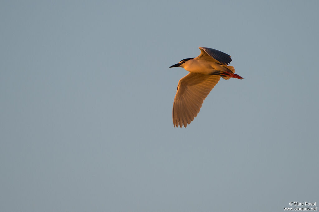 Black-crowned Night Heronadult, Flight