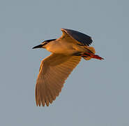 Black-crowned Night Heron