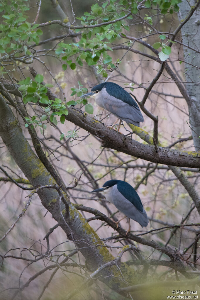 Black-crowned Night Heron, habitat, camouflage