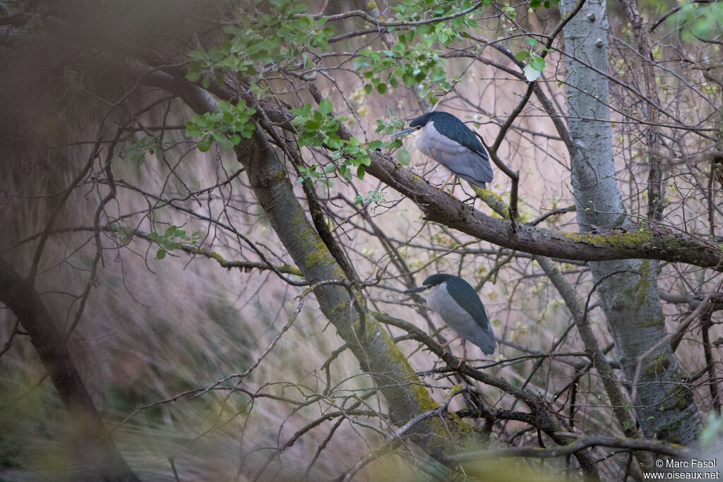 Black-crowned Night Heron, habitat, camouflage