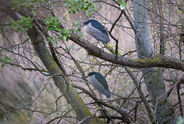 Bihoreau gris