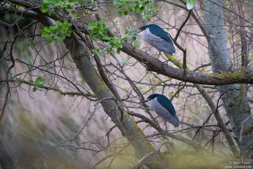 Black-crowned Night Heron