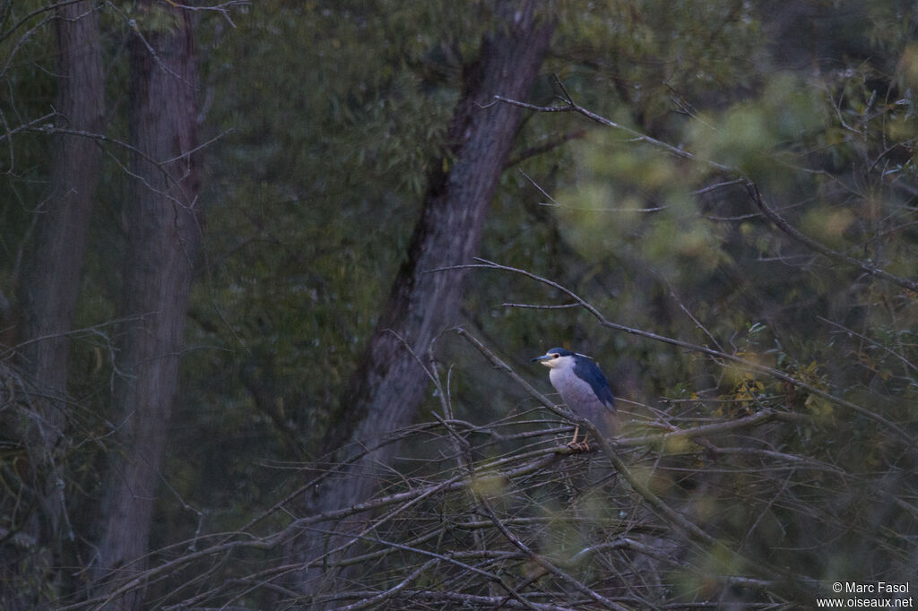 Black-crowned Night Heronadult post breeding, identification