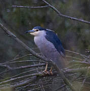 Black-crowned Night Heron