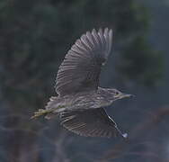 Black-crowned Night Heron