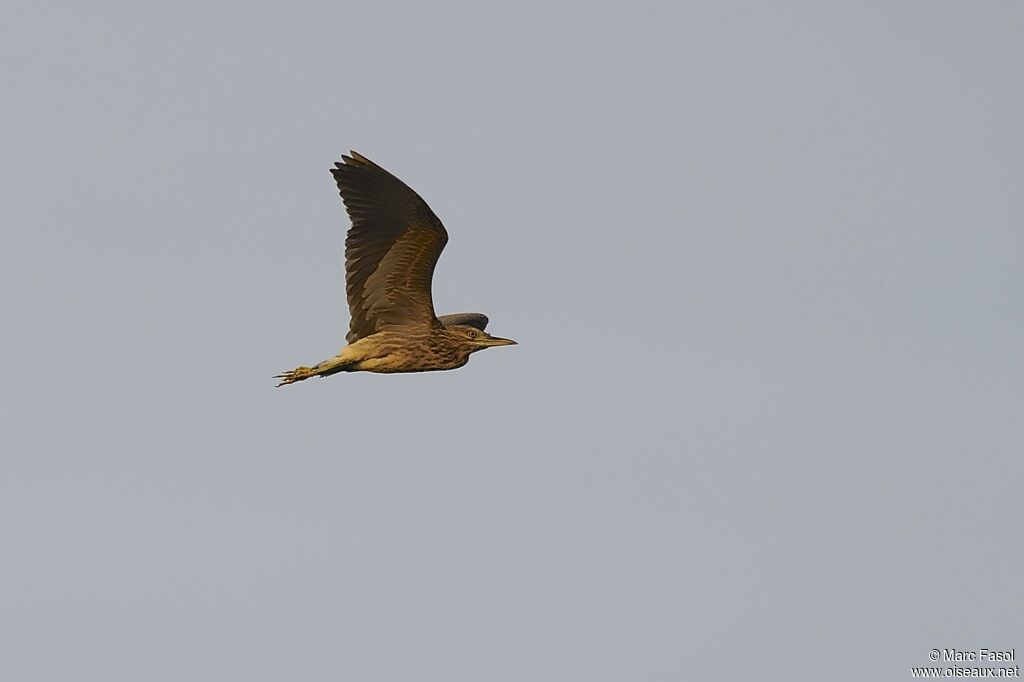 Black-crowned Night HeronFirst year, Flight