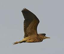 Black-crowned Night Heron