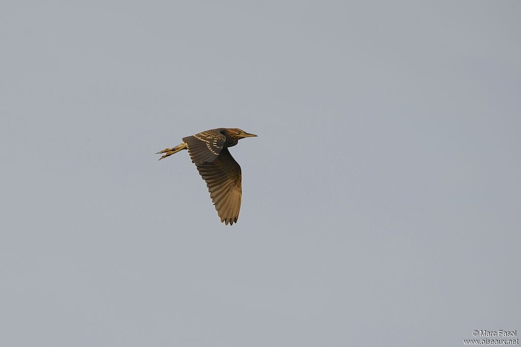 Black-crowned Night Heron