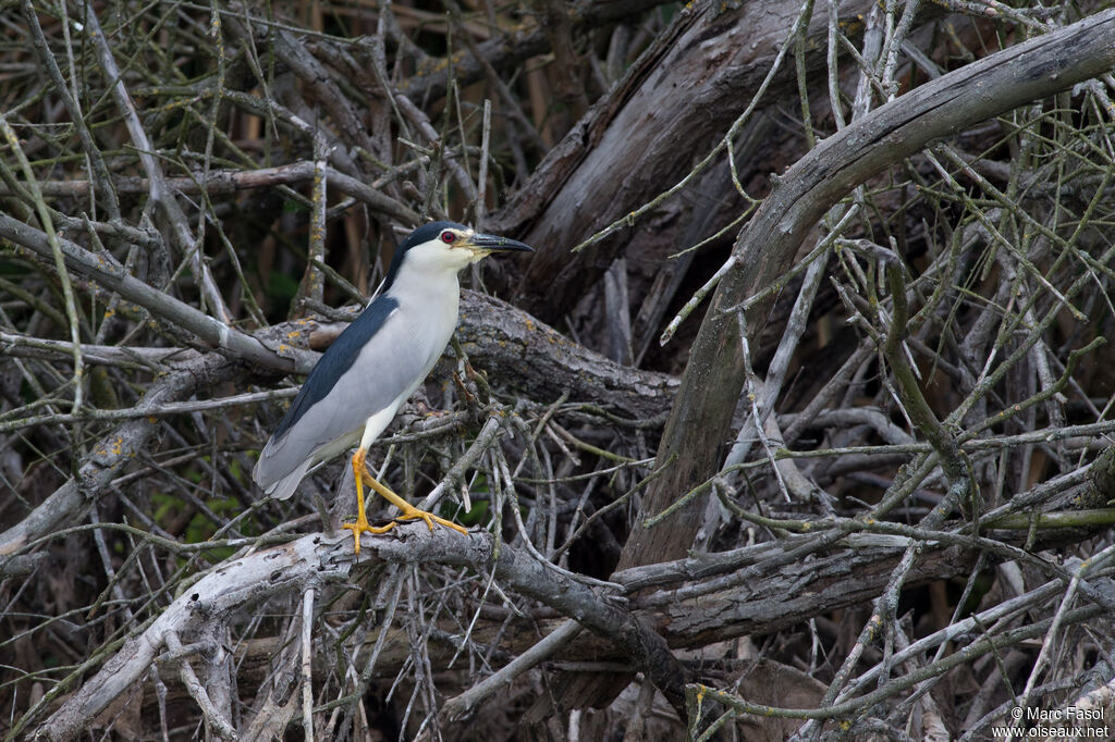 Black-crowned Night Heronadult breeding, identification