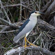 Black-crowned Night Heron