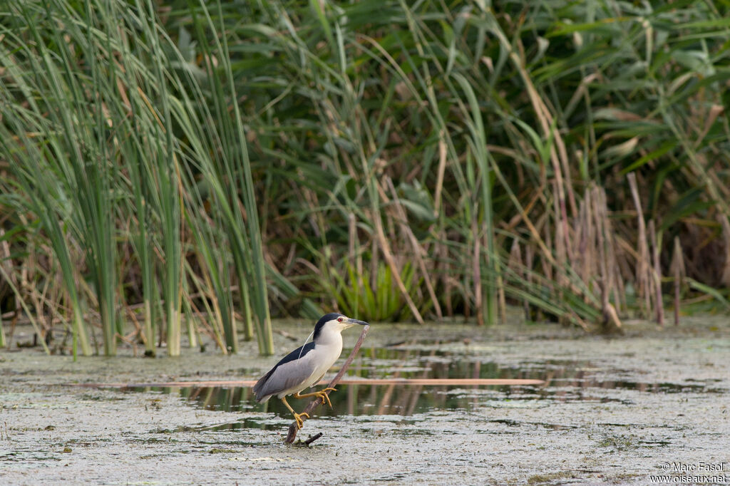 Bihoreau grisadulte nuptial, identification, Comportement