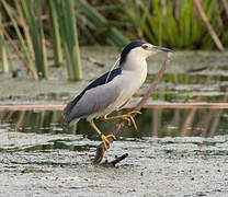 Black-crowned Night Heron