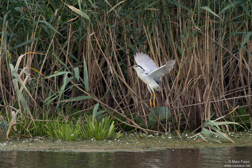 Bihoreau grisadulte nuptial, identification, Vol, Comportement