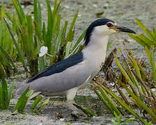 Black-crowned Night Heron