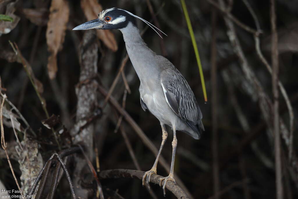 Yellow-crowned Night Heronadult breeding, identification