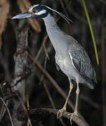 Yellow-crowned Night Heron