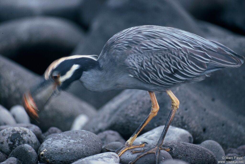 Yellow-crowned Night Heronadult, identification, feeding habits