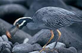 Yellow-crowned Night Heron