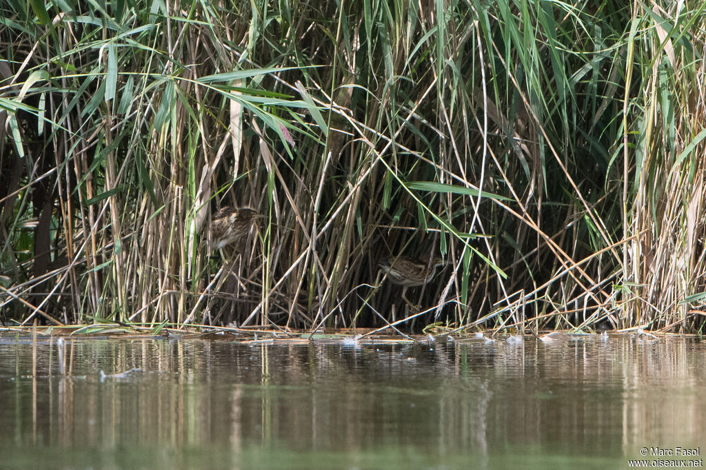 Little Bittern, habitat, camouflage, walking