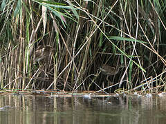 Little Bittern