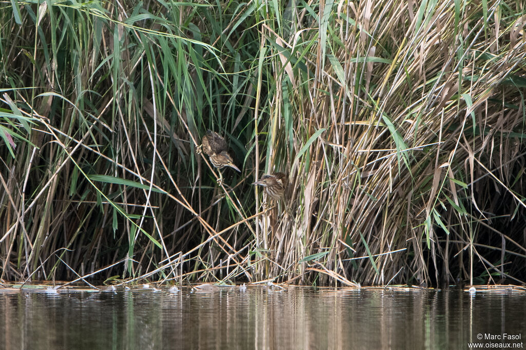 Little Bittern, habitat, camouflage, walking