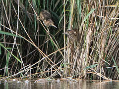 Little Bittern