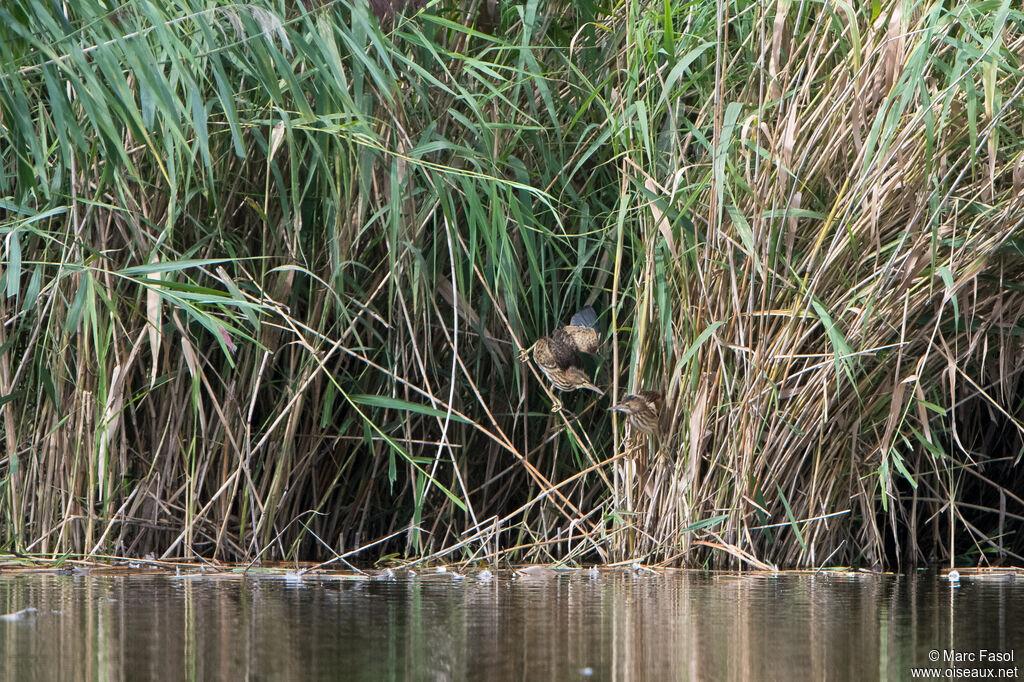 Blongios nain, identification, camouflage, marche