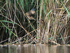 Little Bittern