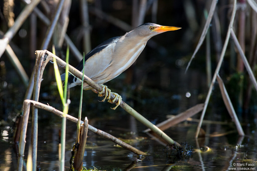 Little Bittern male adult breeding, identification, Behaviour