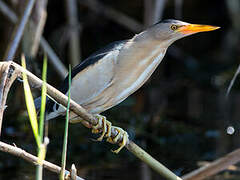 Little Bittern